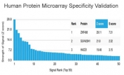Analysis of HuProt(TM) microarray containing more than 19,000 full-length human proteins using ZNF408 antibody (clone PCRP-ZNF408-1E5). These results demonstrate the foremost specificity of the PCRP-ZNF408-1E5 mAb. Z- and S- score: The Z-score represents the strength of a signal that an antibody (in combination with a fluorescently-tagged anti-IgG secondary Ab) produces when binding to a particular protein on the HuProt(TM) array. Z-scores are described in units of standard deviations (SD's) above the mean value of all signals generated on that array. If the targets on the HuProt(TM) are arranged in descending order of the Z-score, the S-score is the difference (also in units of SD's) between the Z-scores. The S-score therefore represents the relative target specificity of an Ab to its intended target.