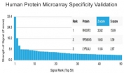 Analysis of HuProt(TM) microarray containing more than 19,000 full-length human proteins using RHOXF2 antibody (clone PCRP-RHOXF2-1D7). These results demonstrate the foremost specificity of the PCRP-RHOXF2-1D7 mAb. Z- and S- score: The Z-score represents the strength of a signal that an antibody (in combination with a fluorescently-tagged anti-IgG secondary Ab) produces when binding to a particular protein on the HuProt(TM) array. Z-scores are described in units of standard deviations (SD's) above the mean value of all signals generated on that array. If the targets on the HuProt(TM) are arranged in descending order of the Z-score, the S-score is the difference (also in units of SD's) between the Z-scores. The S-score therefore represents the relative target specificity of an Ab to its intended target.