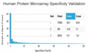 Analysis of HuProt(TM) microarray containing more than 19,000 full-length human proteins using TIF1 alpha antibody (clone PCRP-TRIM24-1B12). These results demonstrate the foremost specificity of the PCRP-TRIM24-1B12 mAb. Z- and S- score: The Z-score represents the strength of a signal that an antibody (in combination with a fluorescently-tagged anti-IgG secondary Ab) produces when binding to a particular protein on the HuProt(TM) array. Z-scores are described in units of standard deviations (SD's) above the mean value of all signals generated on that array. If the targets on the HuProt(TM) are arranged in descending order of the Z-score, the S-score is the difference (also in units of SD's) between the Z-scores. The S-score therefore represents the relative target specificity of an Ab to its intended target.