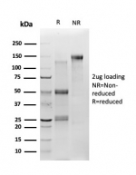 SDS-PAGE analysis of purified, BSA-free TSC22D1 antibody (PCRP-TSC22D1-1A2) as confirmation of integrity and purity.