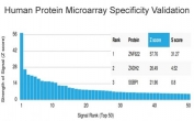 Analysis of HuProt(TM) microarray containing more than 19,000 full-length human proteins using ZNF622 antibody (clone PCRP-ZNF622-1C11). These results demonstrate the foremost specificity of the PCRP-ZNF622-1C11 mAb. Z- and S- score: The Z-score represents the strength of a signal that an antibody (in combination with a fluorescently-tagged anti-IgG secondary Ab) produces when binding to a particular protein on the HuProt(TM) array. Z-scores are described in units of standard deviations (SD's) above the mean value of all signals generated on that array. If the targets on the HuProt(TM) are arranged in descending order of the Z-score, the S-score is the difference (also in units of SD's) between the Z-scores. The S-score therefore represents the relative target specificity of an Ab to its intended target.