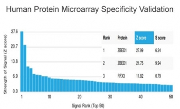 Analysis of HuProt(TM) microarray containing more than 19,000 full-length human proteins using ZBED1 antibody (clone PCRP-ZBED1-1E1). These results demonstrate the foremost specificity of the PCRP-ZBED1-1E1 mAb. Z- and S- score: The Z-score represents the strength of a signal that an antibody (in combination with a fluorescently-tagged anti-IgG secondary Ab) produces when binding to a particular protein on the HuProt(TM) array. Z-scores are described in units of standard deviations (SD's) above the mean value of all signals generated on that array. If the targets on the HuProt(TM) are arranged in descending order of the Z-score, the S-score is the difference (also in units of SD's) between the Z-scores. The S-score therefore represents the relative target specificity of an Ab to its intended target.