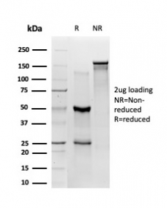 SDS-PAGE analysis of purified, BSA-free ZBED1 antibody (clone PCRP-ZBED1-1E1) as confirmation of integrity and purity.