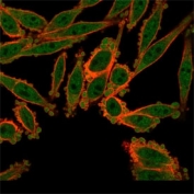 Immunofluorescent staining of PFA-fixed human HeLa cells using ZBED1 antibody (green, clone PCRP-ZBED1-1E1) and phalloidin (red).