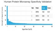 Analysis of HuProt(TM) microarray containing more than 19,000 full-length human proteins using ZMYM3 antibody (clone PCRP-ZMYM3-2F10). These results demonstrate the foremost specificity of the PCRP-ZMYM3-2F10 mAb. Z- and S- score: The Z-score represents the strength of a signal that an antibody (in combination with a fluorescently-tagged anti-IgG secondary Ab) produces when binding to a particular protein on the HuProt(TM) array. Z-scores are described in units of standard deviations (SD's) above the mean value of all signals generated on that array. If the targets on the HuProt(TM) are arranged in descending order of the Z-score, the S-score is the difference (also in units of SD's) between the Z-scores. The S-score therefore represents the relative target specificity of an Ab to its intended target.