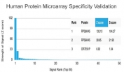 Analysis of HuProt(TM) microarray containing more than 19,000 full-length human proteins using RPS6KA5 antibody (clone PCRP-RPS6KA5-1A8). These results demonstrate the foremost specificity of the PCRP-RPS6KA5-1A8 mAb. Z- and S- score: The Z-score represents the strength of a signal that an antibody (in combination with a fluorescently-tagged anti-IgG secondary Ab) produces when binding to a particular protein on the HuProt(TM) array. Z-scores are described in units of standard deviations (SD's) above the mean value of all signals generated on that array. If the targets on the HuProt(TM) are arranged in descending order of the Z-score, the S-score is the difference (also in units of SD's) between the Z-scores. The S-score therefore represents the relative target specificity of an Ab to its intended target.