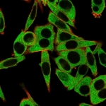 Immunofluorescent staining of human HeLa cells using RPS6KA5 antibody (green, clone PCRP-RPS6KA5-1A8) and phalloidin (red).