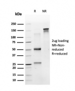 SDS-PAGE analysis of purified, BSA-free RPS6KA5 antibody (clone PCRP-RPS6KA5-1A8) as confirmation of integrity and purity.