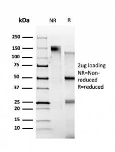 SDS-PAGE analysis of purified, BSA-free ZBTB39 antibody (clone PCRP-ZBTB39-1A11) as confirmation of integrity and purity.