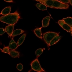 Immunofluorescent staining of PFA-fixed human HeLa cells using ZBTB39 antibody (green, clone PCRP-ZBTB39-1A11) and phalloidin (red).