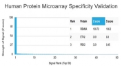 Analysis of HuProt(TM) microarray containing more than 19,000 full-length human proteins using RBM8A/Y14 antibody (clone PCRP-RBM8A-1B4). These results demonstrate the foremost specificity of the PCRP-RBM8A-1B4 mAb. Z- and S- score: The Z-score represents the strength of a signal that an antibody (in combination with a fluorescently-tagged anti-IgG secondary Ab) produces when binding to a particular protein on the HuProt(TM) array. Z-scores are described in units of standard deviations (SD's) above the mean value of all signals generated on that array. If the targets on the HuProt(TM) are arranged in descending order of the Z-score, the S-score is the difference (also in units of SD's) between the Z-scores. The S-score therefore represents the relative target specificity of an Ab to its intended target.