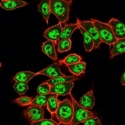 Immunofluorescent staining of PFA-fixed human HeLa cells using RBM8A/Y14 antibody (green, clone PCRP-RBM8A-1B4) and phalloidin (red).