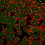 Immunofluorescent staining of PFA-fixed human HeLa cells using Pancreas/duodenum homeobox protein 1 antibody (green, clone PCRP-PDX1-2C11) and phalloidin (red).