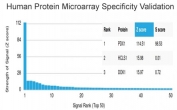 Analysis of HuProt(TM) microarray containing more than 19,000 full-length human proteins using Pancreas/duodenum homeobox protein 1 antibody (clone PCRP-PDX1-2C11). These results demonstrate the foremost specificity of the PCRP-PDX1-2C11 mAb. Z- and S- score: The Z-score represents the strength of a signal that an antibody (in combination with a fluorescently-tagged anti-IgG secondary Ab) produces when binding to a particular protein on the HuProt(TM) array. Z-scores are described in units of standard deviations (SD's) above the mean value of all signals generated on that array. If the targets on the HuProt(TM) are arranged in descending order of the Z-score, the S-score is the difference (also in units of SD's) between the Z-scores. The S-score therefore represents the relative target specificity of an Ab to its intended target.