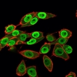 Immunofluorescent staining of human HeLa cells using SET antibody (green, clone PCRP-SET-1C6) and phalloidin (red).