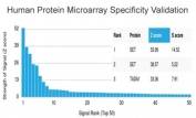 Analysis of HuProt(TM) microarray containing more than 19,000 full-length human proteins using SET antibody (clone PCRP-SET-1C6). These results demonstrate the foremost specificity of the PCRP-SET-1C6 mAb. Z- and S- score: The Z-score represents the strength of a signal that an antibody (in combination with a fluorescently-tagged anti-IgG secondary Ab) produces when binding to a particular protein on the HuProt(TM) array. Z-scores are described in units of standard deviations (SD's) above the mean value of all signals generated on that array. If the targets on the HuProt(TM) are arranged in descending order of the Z-score, the S-score is the difference (also in units of SD's) between the Z-scores. The S-score therefore represents the relative target specificity of an Ab to its intended target.