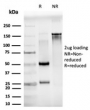 SDS-PAGE analysis of purified, BSA-free JUNB antibody (PCRP-JUNB-3G2) as confirmation of integrity and purity.
