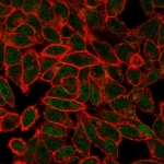 Immunofluorescent staining of PFA-human HeLa cells using JUNB antibody (green, clone PCRP-JUNB-3G2) and phalloidin (red).