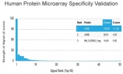 Analysis of HuProt(TM) microarray containing more than 19,000 full-length human proteins using JUNB antibody (clone PCRP-JUNB-3G2). These results demonstrate the foremost specificity of the PCRP-JUNB-3G2 mAb. Z- and S- score: The Z-score represents the strength of a signal that an antibody (in combination with a fluorescently-tagged anti-IgG secondary Ab) produces when binding to a particular protein on the HuProt(TM) array. Z-scores are described in units of standard deviations (SD's) above the mean value of all signals generated on that array. If the targets on the HuProt(TM) are arranged in descending order of the Z-score, the S-score is the difference (also in units of SD's) between the Z-scores. The S-score therefore represents the relative target specificity of an Ab to its intended target.