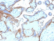 IHC staining of FFPE human placental tissue with EGF Receptor antibody (clone EGFR/4575). HIER: boil tissue sections in pH 9 10mM Tris with 1mM EDTA for 20 min and allow to cool before testing.