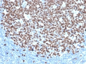 IHC staining of FFPE human tonsil tissue with recombinant Ki-67 antibody (clone MKI67/4945R). HIER: boil tissue sections in pH 9 10mM Tris with 1mM EDTA for 20 min and allow to cool before testing.