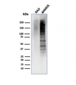 Western blot testing of human Raji and Ramos cell lysates using recombinant Ki-67 antibody (clone MKI67/4945R).