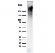 Western blot testing of human MCF-7 cell lysate using recombinant Mucin-1 antibody (clone MUC1/4416R). This glycoprotein is commonly visualized between 120~500 kDa.