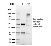 SDS-PAGE analysis of purified, BSA-free recombinant Mucin-1 antibody (clone MUC1/4416R) as confirmation of integrity and purity.