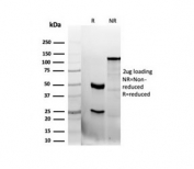 SDS-PAGE analysis of purified, BSA-free recombinant CD47 antibody (clone CD47/6362R) as confirmation of integrity and purity.