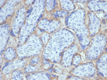 IHC staining of FFPE human placental tissue with recombinant EGFR antibody (clone EGFR/6390R). HIER: boil tissue sections in pH 9 10mM Tris with 1mM EDTA for 20 min and allow to cool before testing.