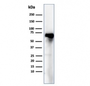 SDS-PAGE analysis of purified, BSA-free Albumin antibody (ALB/6409R) as confirmation of integrity and purity.