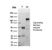 SDS-PAGE analysis of purified, BSA-free LEF1 antibody (clone LEF1/341R) as confirmation of integrity and purity.