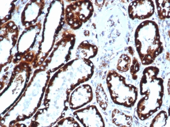 IHC staining of FFPE human liver tissue with recombinant HSP60 antibody (clone HSPD1/6496R). HIER: