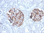 IHC staining of FFPE dog kidney tissue with recombinant Vimentin antibody (clone VIM/6430R). HIER: boil tissue sections in pH 9 10mM Tris with 1mM EDTA for 20 min and allow to cool before testing.