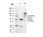 SDS-PAGE analysis of purified, BSA-free recombinant Vimentin antibody (clone VIM/6430R) as confirmation of integrity and purity.