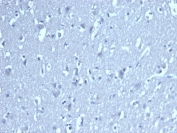 Negative control: IHC staining of human brain tissue with TCF1 alpha antibody at 2ug/ml. HIER: boil tissue sections in pH 9 10mM Tris with 1mM EDTA for 20 min and allow to cool before testing.