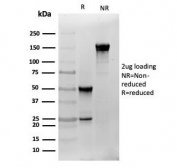 SDS-PAGE analysis of purified, BSA-free S100B antibody (S100B/4141) as confirmation of integrity and purity.