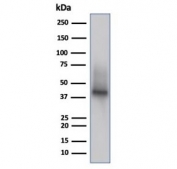 Western blot testing of human Raji cell lysate using CD38 antibody (clone rCD38/6447).