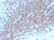 IHC staining of FFPE human tonsil tissue with CD48 antibody (clone CD48/4784). HIER: boil tissue sections in pH 9 10mM Tris with 1mM EDTA for 20 min and allow to cool before testing.