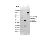 SDS-PAGE analysis of purified, BSA-free Clusterin antibody (clone CLU/4730) as confirmation of integrity and purity.
