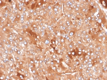 IHC staining of FFPE human adrenal gland tissue with Clusterin antibody (clone CLU/4730). HIER: boil tissue sections in pH 9 10mM Tris with 1mM EDTA for 20 min and allow to cool before testing.