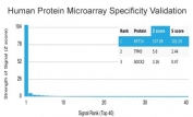 Analysis of HuProt(TM) microarray containing more than 19,000 full-length human proteins using Cytokeratin 14 antibody (clone KRT14/4132). These results demonstrate the foremost specificity of the KRT14/4132 mAb. Z- and S- score: The Z-score represents the strength of a signal that an antibody (in combination with a fluorescently-tagged anti-IgG secondary Ab) produces when binding to a particular protein on the HuProt(TM) array. Z-scores are described in units of standard deviations (SD's) above the mean value of all signals generated on that array. If the targets on the HuProt(TM) are arranged in descending order of the Z-score, the S-score is the difference (also in units of SD's) between the Z-scores. The S-score therefore represents the relative target specificity of an Ab to its intended target.