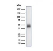 Western blot testing of human Raji cell lysate using CD48 antibody (clone CD48/4785). Expected molecular weight: 28-50 kDa depending on glycosylation level.