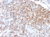 IHC staining of FFPE human tonsil tissue with CD48 antibody (clone CD48/4785). HIER: boil tissue sections in pH 9 10mM Tris with 1mM EDTA for 20 min and allow to cool before testing.
