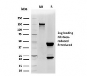 SDS-PAGE analysis of purified, BSA-free CD48 antibody (clone CD48/4785) as confirmation of integrity and purity.