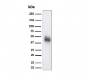 Western blot testing of human Raji cell lysate using CD48 antibody (clone CD48/4786). Expected molecular weight: 28-50 kDa depending on glycosylation level.