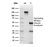 SDS-PAGE analysis of purified, BSA-free CD48 antibody (clone CD48/4786) as confirmation of integrity and purity.