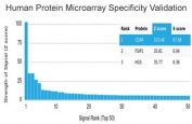 Analysis of HuProt(TM) microarray containing more than 19,000 full-length human proteins using CD48 antibody (clone CD48/4786). These results demonstrate the foremost specificity of the CD48/4786 mAb. Z- and S- score: The Z-score represents the strength of a signal that an antibody (in combination with a fluorescently-tagged anti-IgG secondary Ab) produces when binding to a particular protein on the HuProt(TM) array. Z-scores are described in units of standard deviations (SD's) above the mean value of all signals generated on that array. If the targets on the HuProt(TM) are arranged in descending order of the Z-score, the S-score is the difference (also in units of SD's) between the Z-scores. The S-score therefore represents the relative target specificity of an Ab to its intended target.