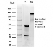 SDS-PAGE analysis of purified, BSA-free PDGFB antibody (clone PDGFB/3072) as confirmation of integrity and purity.