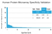 Analysis of HuProt(TM) microarray containing more than 19,000 full-length human proteins using PDGFB antibody (clone PDGFB/3072). These results demonstrate the foremost specificity of the PDGFB/3072 mAb. Z- and S- score: The Z-score represents the strength of a signal that an antibody (in combination with a fluorescently-tagged anti-IgG secondary Ab) produces when binding to a particular protein on the HuProt(TM) array. Z-scores are described in units of standard deviations (SD's) above the mean value of all signals generated on that array. If the targets on the HuProt(TM) are arranged in descending order of the Z-score, the S-score is the difference (also in units of SD's) between the Z-scores. The S-score therefore represents the relative target specificity of an Ab to its intended target.
